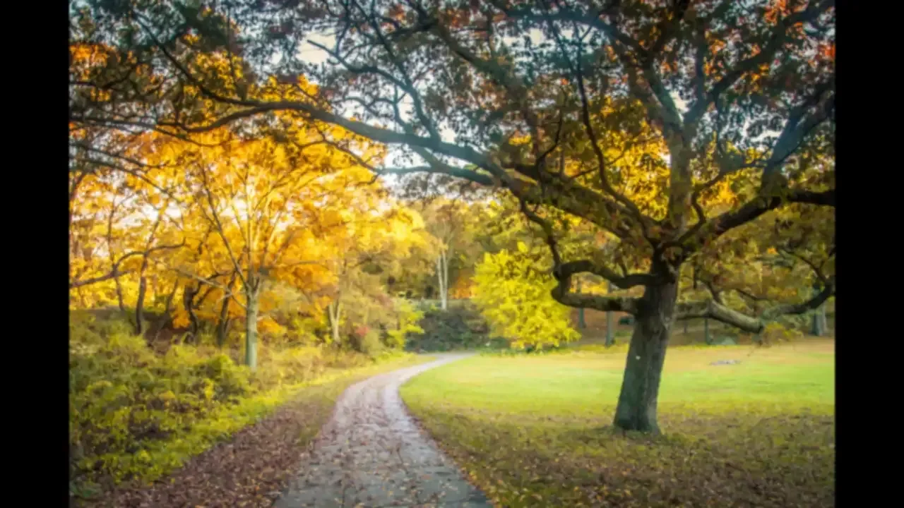 A winding park path lined with trees in golden autumn foliage