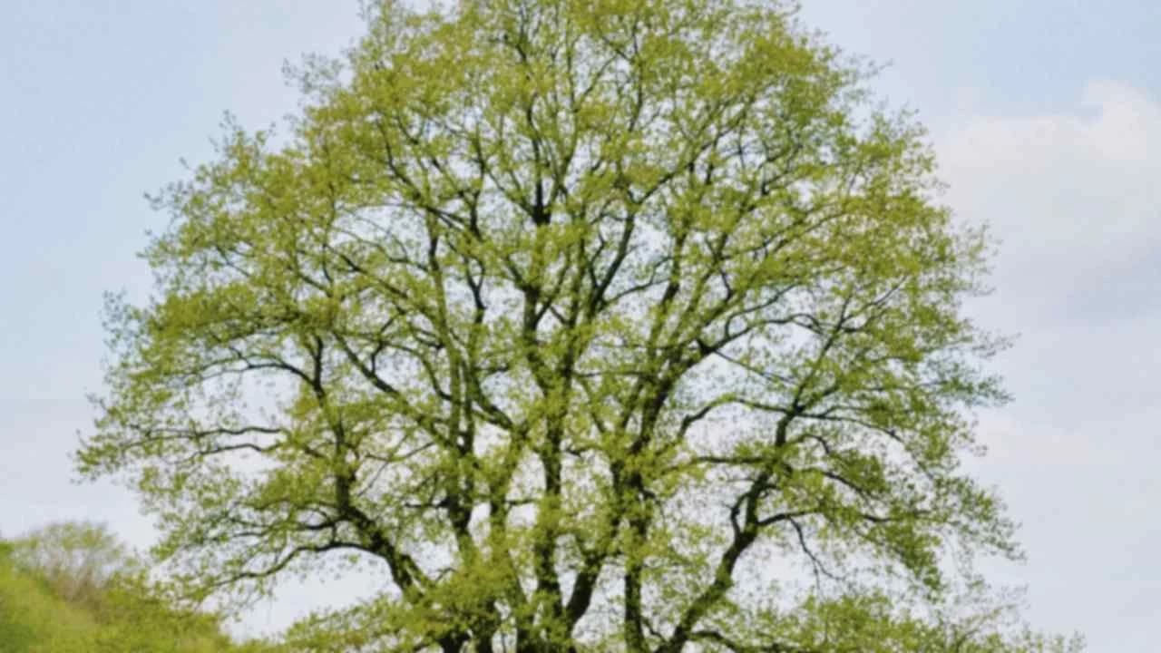 A lone leafy tree standing in a wide green park under a pale sky.