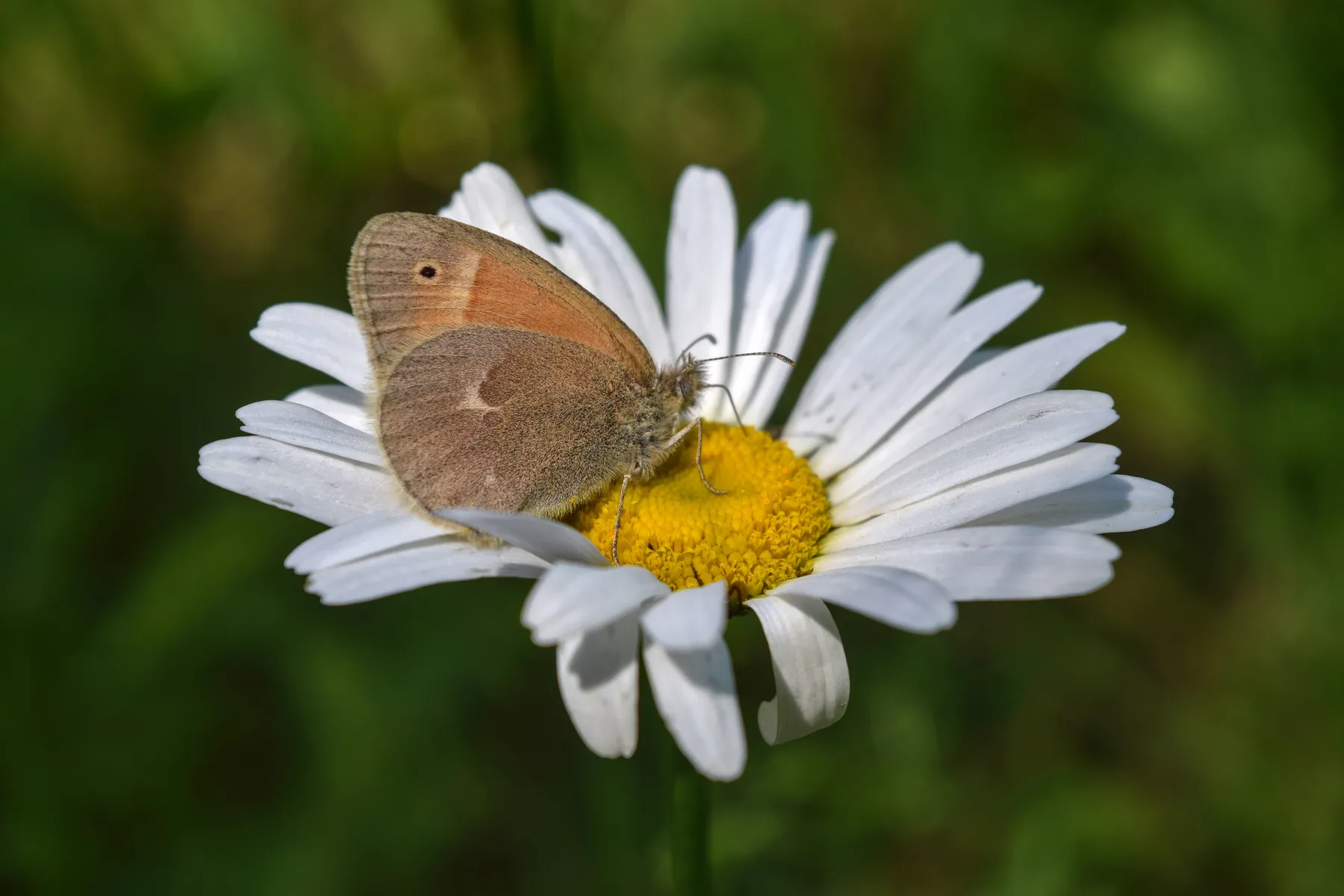 A common ringlet butterfly resting on an ox-eye daisy at Crow’s Pass Conservation Area.