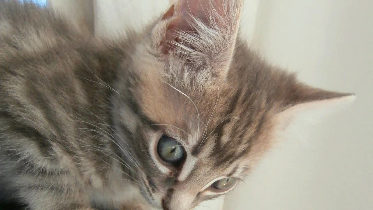 Close-up of a young tabby kitten with green eyes looking downward.