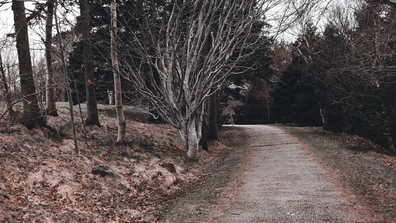 An empty gravel trail winding through a barren fall forest.