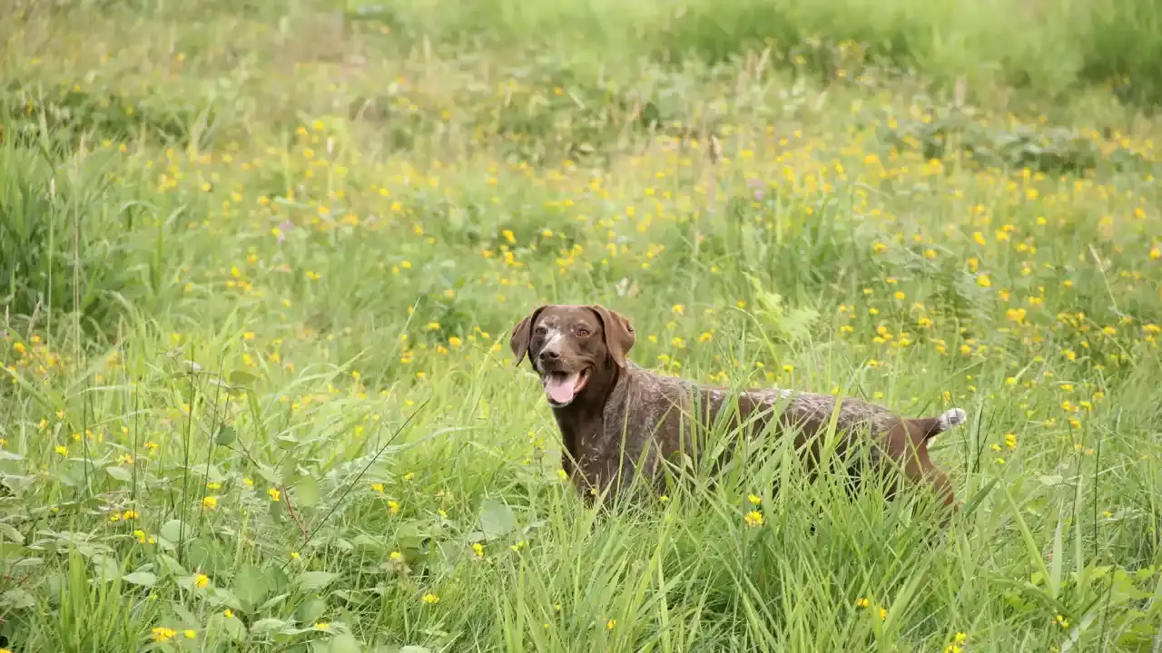 A liver-and-white German Shorthaired Pointer standing in tall grass and wildflowers in a field, looking toward the camera. Illustrative photo of the breed, not Police Service Dog True.