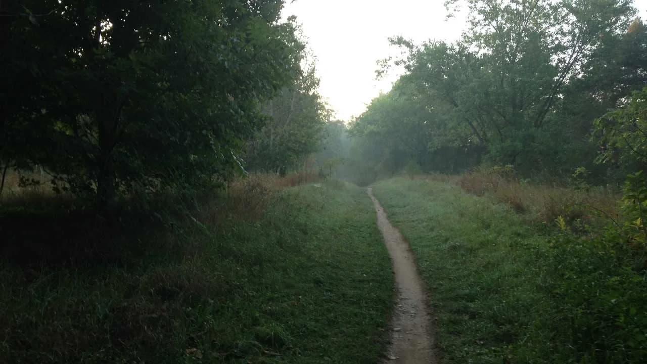 A narrow dirt trail winding through a grassy, wooded area with dense trees on both sides; no people.