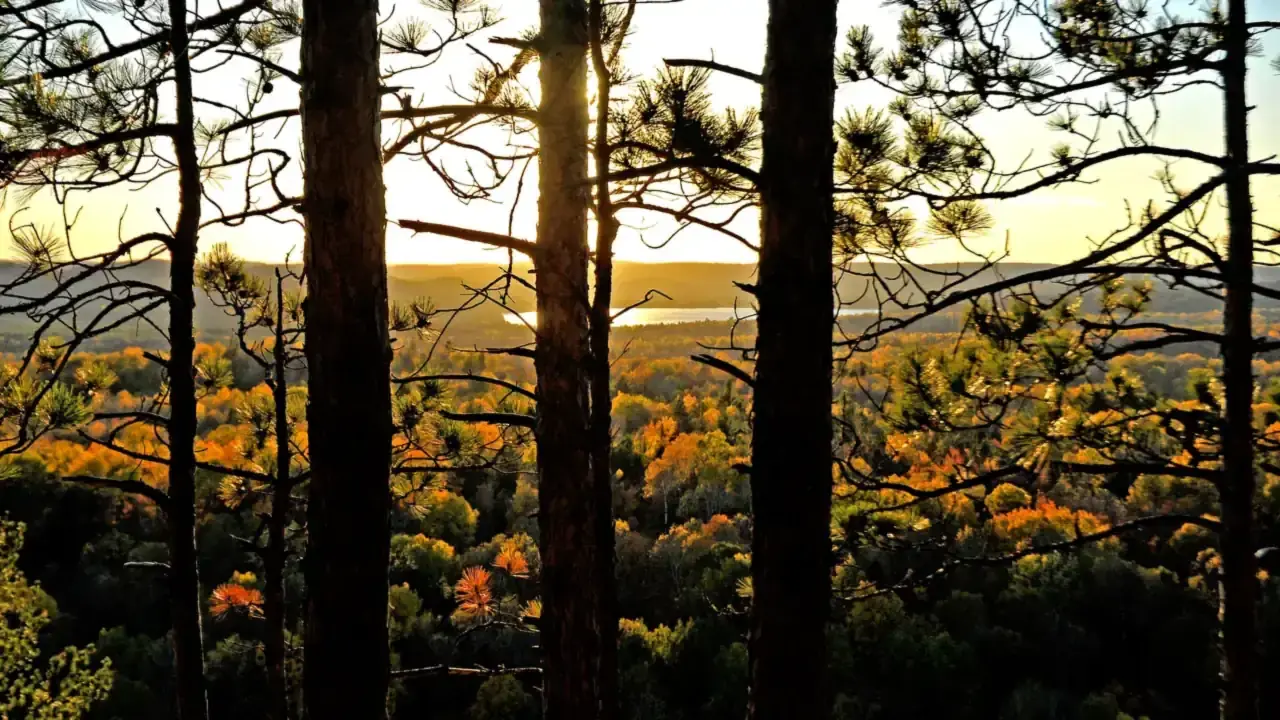Tall eastern white pine trunks in the foreground with autumn forest and a lake in the distance at sunset; no people visible. File photo from Algonquin Provincial Park, not Thickson's Woods itself.