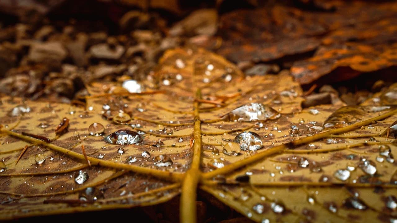 Close-up of golden autumn leaves covered in dew drops.