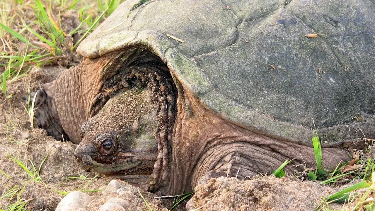 A common snapping turtle resting on sandy ground with grass; no people visible.