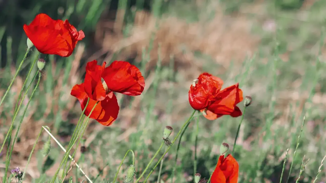 Red poppies growing in green grass in bright sunlight; no people visible.