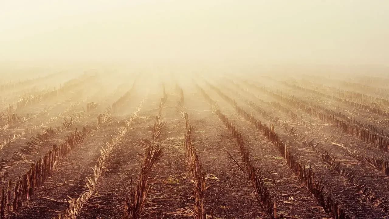 Rows of harvested corn stubble in a field on a foggy morning; no people visible.